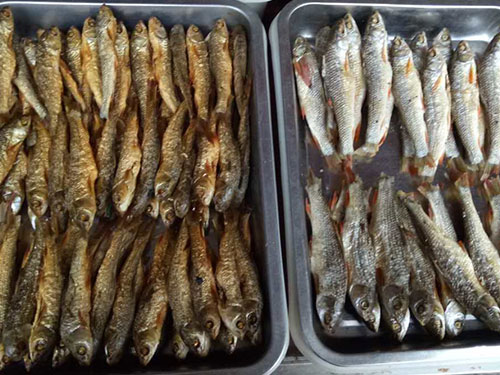 東江野干魚(yú)2 東江野干魚(yú)2